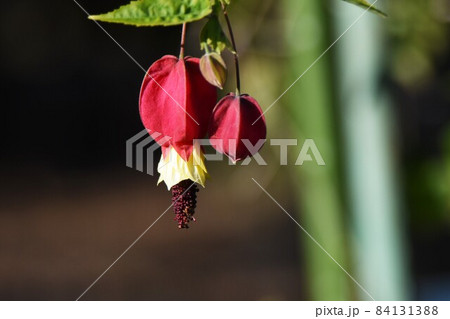 チロリアンランプ チロリアンランプ 84131388