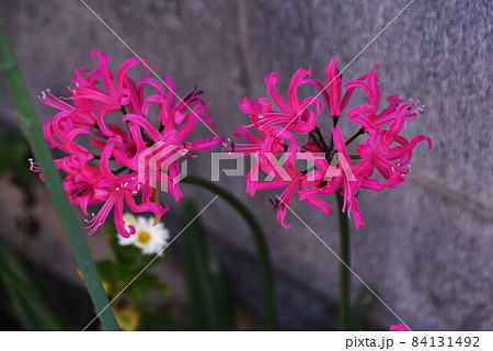 ネリネの花 84131492
