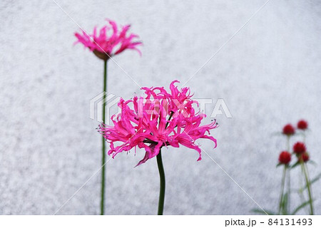 ネリネの花 ネリネの花 84131493