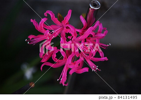 ネリネの花 84131495