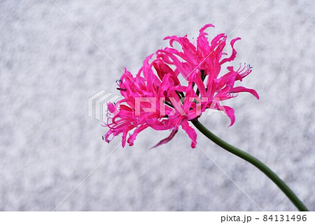 ネリネの花 84131496
