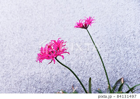 ネリネの花 84131497