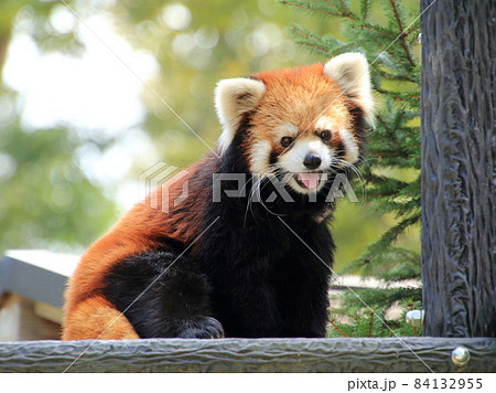 レッサーパンダ　【千葉県千葉市動物公園にて】 84132955