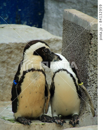 ケープペンギンのカップル　【千葉県千葉市動物公園にて】 84132959