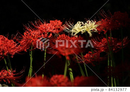 彼岸花　【千葉県松戸市祖光院にて】 84132977