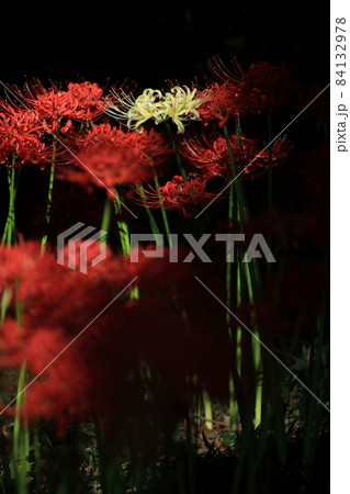 彼岸花　【千葉県松戸市祖光院にて】 84132978