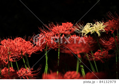 彼岸花　【千葉県松戸市祖光院にて】 84132979
