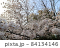 日の中に映る満開の桜 84134146