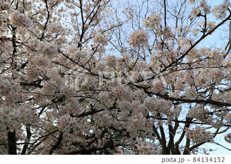 青空にはえる満開の桜 84134152