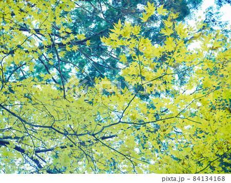 紅葉（黄） 84134168