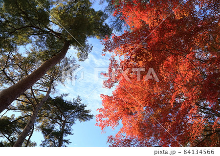 再度公園(ふたたびこうえん) 日本の歴史公園100選など【神戸市北区】 再度公園(ふたたびこうえん) 日本の歴史公園100選など【神戸市北区】 84134566