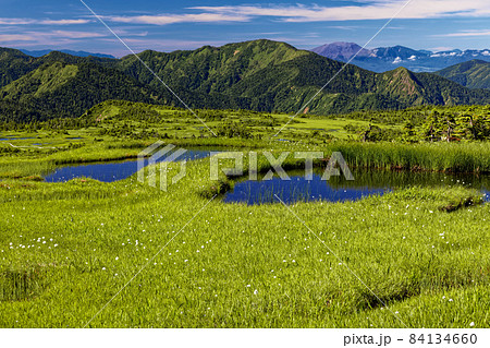 コバイケイソウ咲く夏の苗場山山上湿原と佐武流山・浅間山の展望 84134660