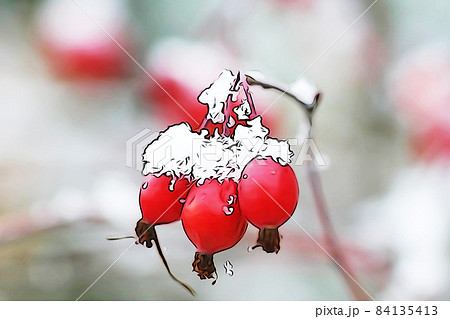 パステル調　”バラの実に降り積もった雪”　イラストイメージ 84135413