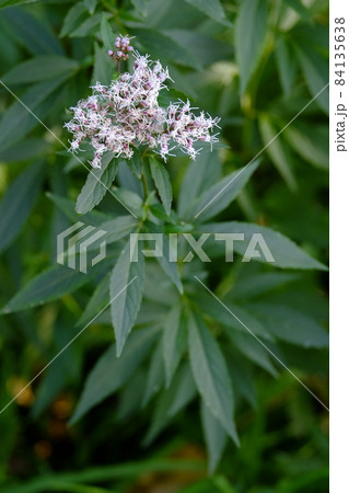 フジバカマの花 フジバカマの花 84135638