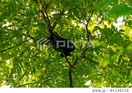 コスタリカのサラピキのホエザル 84136218