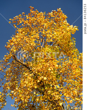 黄葉したユリノキ 84136253