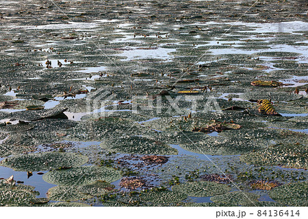 オニバス 84136414