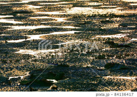 オニバス 84136417