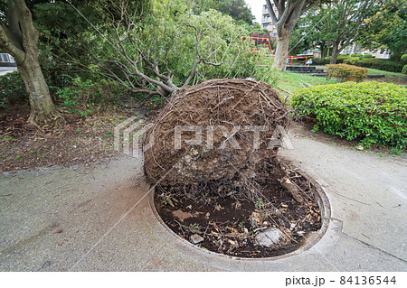 大型台風で根こそぎ倒木した危険な状態の公園の木 84136544