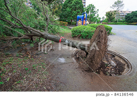 大型台風で根こそぎ倒木した危険な状態の公園の木 84136546
