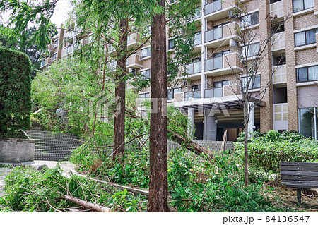 大型台風で倒木し危険な状態の巨大なメタセコイアの木 84136547