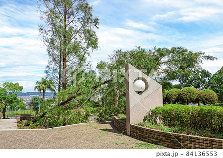 大型台風で倒木し危険な状態の巨大なメタセコイアの木 84136553