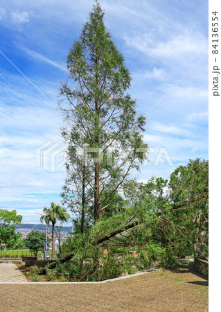 大型台風で倒木し危険な状態の巨大なメタセコイアの木 84136554