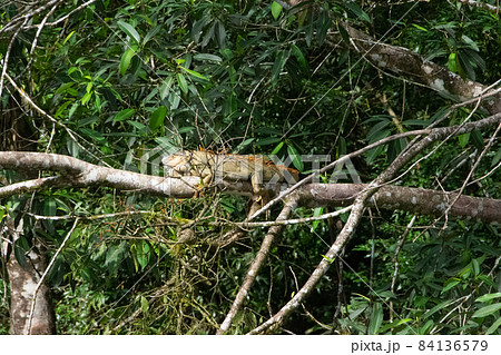 コスタリカのサラピキのイグアナが枝の上でじっとしている 84136579