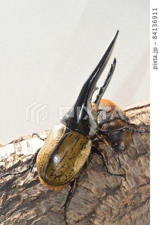 ヘラクレスオオカブトのオスとメス樹木の上で 白背景 ヘラクレスオオカブトのオスとメス樹木の上で 白背景 84136911