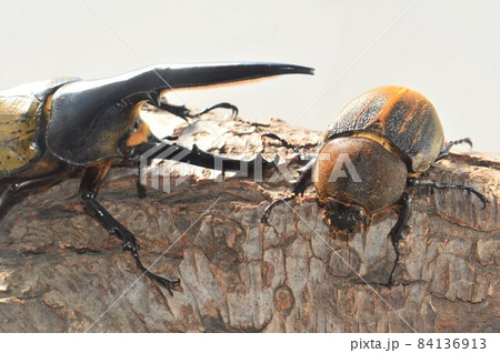 ヘラクレスオオカブトのオスとメス樹木の上で 白背景 ヘラクレスオオカブトのオスとメス樹木の上で 白背景 84136913