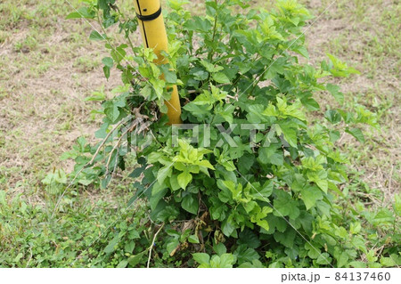 自然に生えた桑の木 84137460