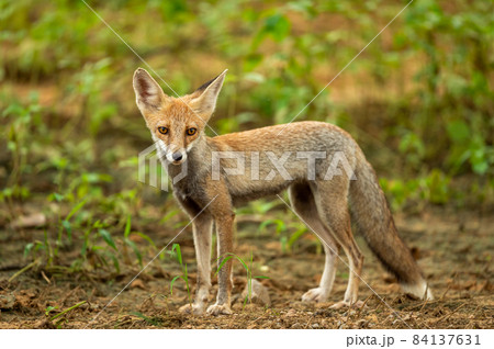 white footed fox or desert fox or vulpes vulpes pusilla portrait or closeup in natural monsoon green background at outdoor jungle safari at forest of rajasthan india 84137631