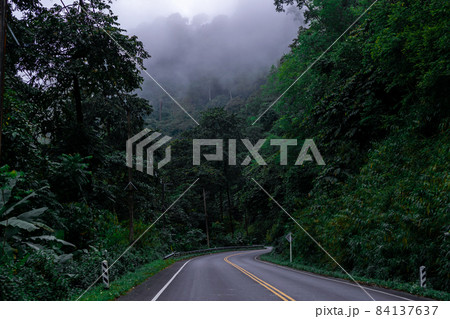 Car road natural way trees and fog 84137637