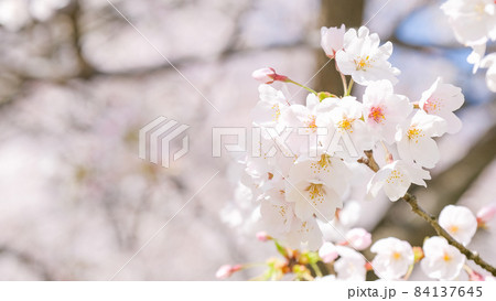 桜 桜 84137645