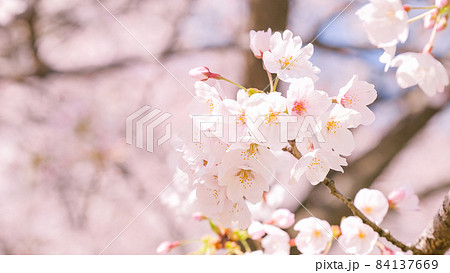 桜 桜 84137669