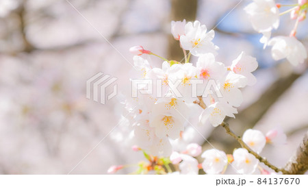 桜(ソフトフォーカス) 桜(ソフトフォーカス) 84137670