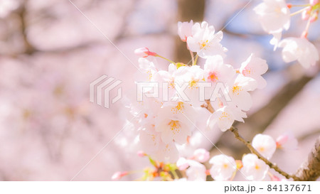 桜（ソフトフォーカス） 84137671