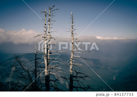 【環境】葉がない枯れた木 84137733