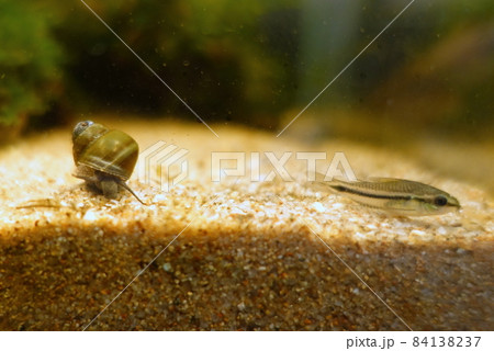コリドラスピグミー&ヒメタニシ コリドラスピグミー&ヒメタニシ 84138237