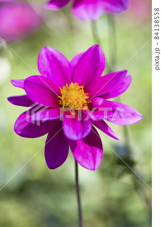 ピンク色のダリアの花が咲いています。 ピンク色のダリアの花が咲いています。 84138558