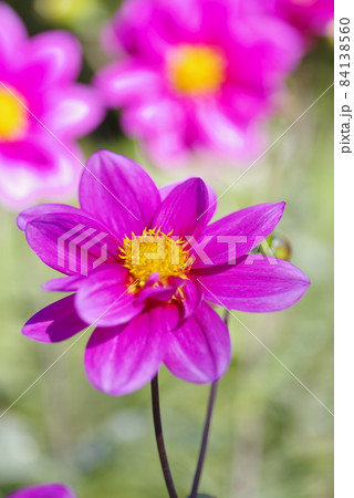 ピンク色のダリアの花が咲いています。 84138560