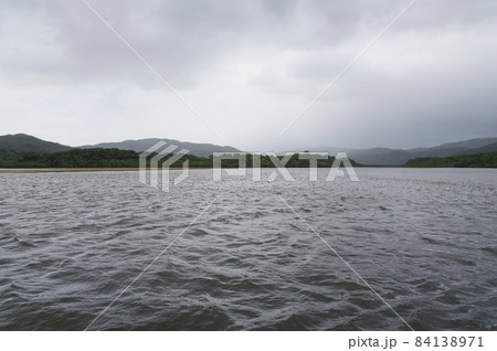 仲間川の岸辺を埋め尽くすマングローブの群生 84138971