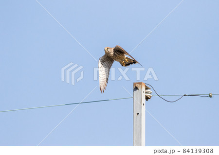【野鳥】電柱から飛び出すチョウゲンボウ 84139308