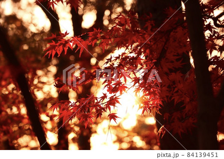 夕焼けに染まる紅葉 夕焼けに染まる紅葉 84139451
