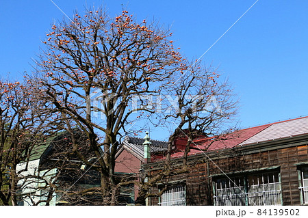 柿の実が演出する江戸東京たてもの園の秋 84139502