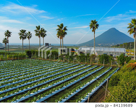 鹿児島・長崎鼻入口展望台より開聞岳とそらまめ畑 84139689