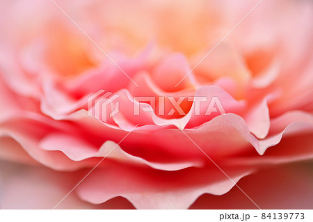 ミルフィーユのような薄いオレンジ色のバラの花びら ミルフィーユのような薄いオレンジ色のバラの花びら 84139773
