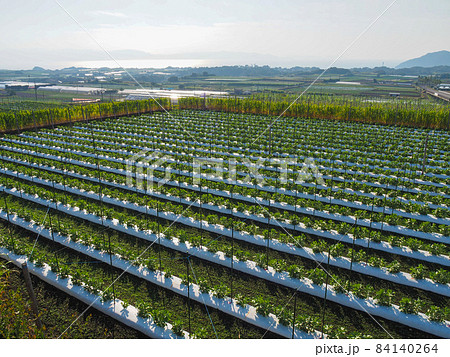 鹿児島・指宿市長崎鼻のそらまめ畑 鹿児島・指宿市長崎鼻のそらまめ畑 84140264