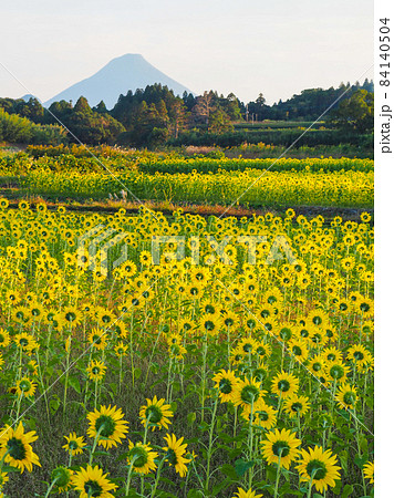 鹿児島・11月に咲く頴娃町のひまわり畑と開聞岳 鹿児島・11月に咲く頴娃町のひまわり畑と開聞岳 84140504