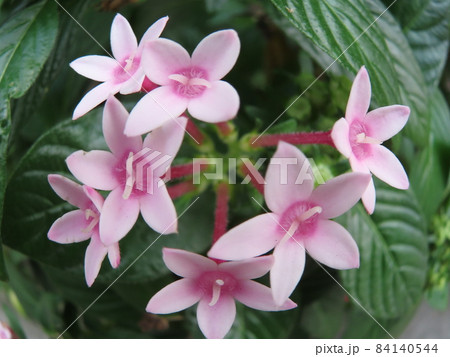 11月の台北の街角に咲いた薄赤紫色のペンタス(クササンタンカ)の花2 11月の台北の街角に咲いた薄赤紫色のペンタス(クササンタンカ)の花2 84140544